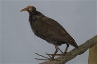 藏品(紅冠水雞)的圖片